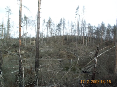 Högvis av nedfallna träd