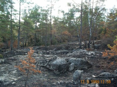 Svartbränd mark. Bilden tagen 1 månad efter branden